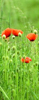 Mohnblumen Mohnblumen