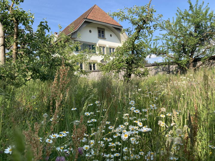 Pfarrhaus mit Blumenwiese