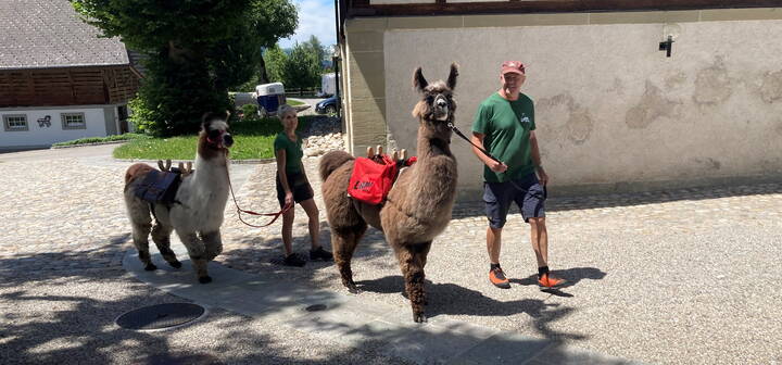 Zwei Lamas als coole Gäste