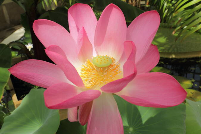 lotus_blume.jpg lotus_blume.jpg